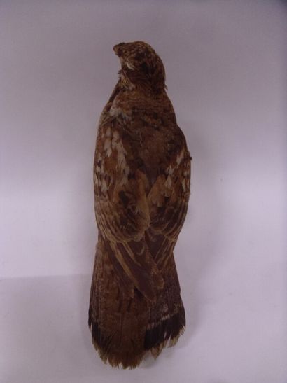 Gélinotte des bois (Tetrastes bonasia) (CH)...