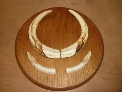 Phacochère d'Afrique (Phacochoerus aethiopicus)...