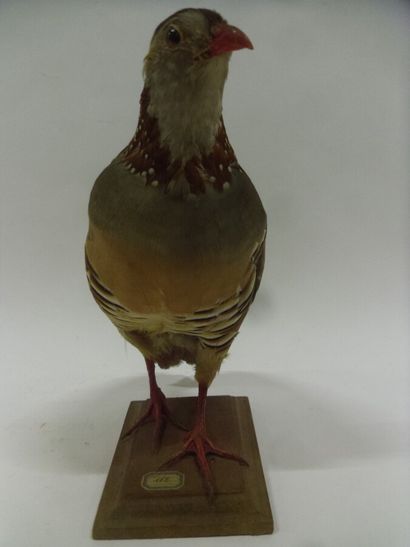 Perdrix gambra (Alectoris barbara) (CH-CE)...
