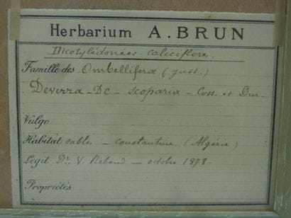 Un cadre vitré contenant une planche d'herbier...