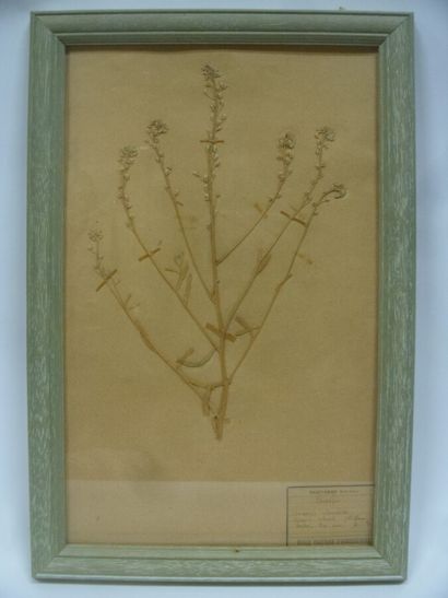 Un cadre vitré contenant une planche d'herbier...