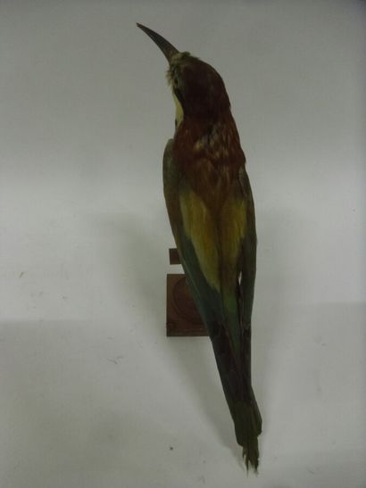 Guêpier d'Europe (Merops apiaster) (CE) :...