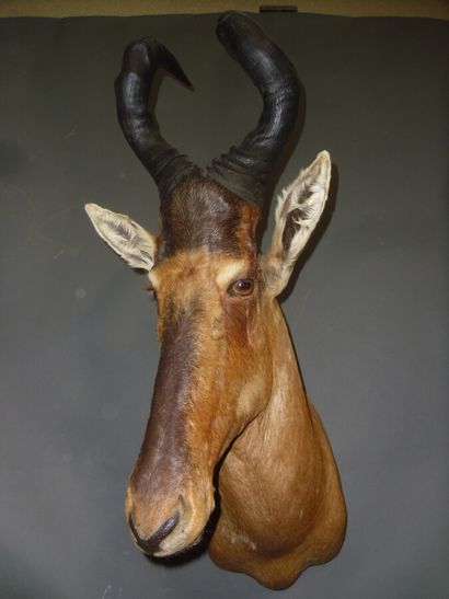 Bubale caama (Alcelaphus caama) (CH) : tête...