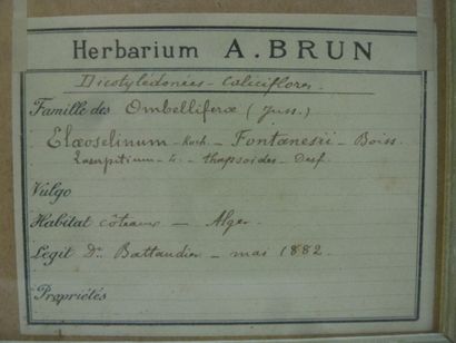 Un cadre vitré contenant une planche d'herbier...