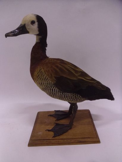 Dendrocygne veuf (Dendrocygna viduata) (CE)...