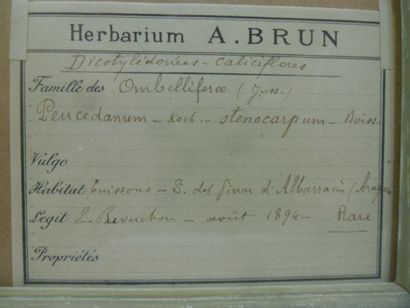 Un cadre vitré contenant une planche d'herbier...