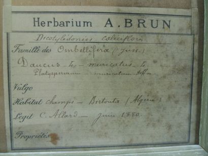 Un cadre vitré contenant une planche d'herbier...