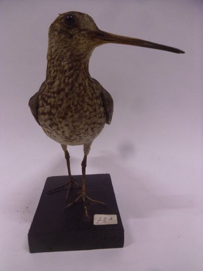 Bécassine double (Gallinago media) (CE) :...