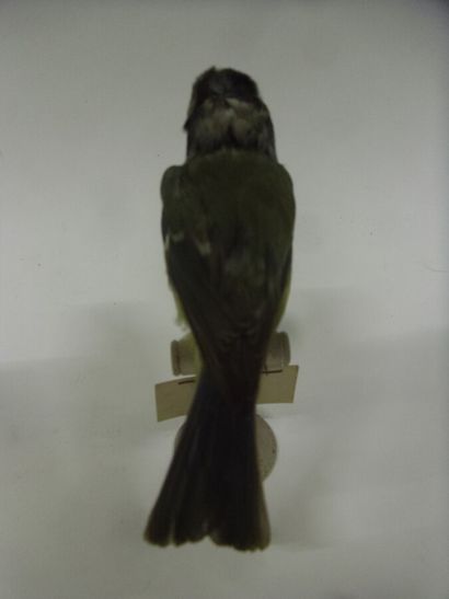 Mésange bleue (Parus caeruleus) (CE) : spécimen...