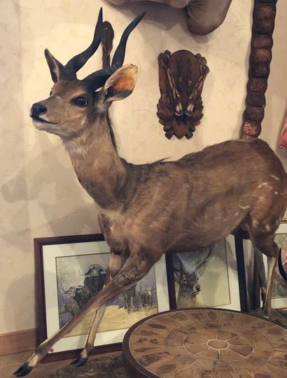Guib harnaché (Tragelaphus scriptus) (CH)...