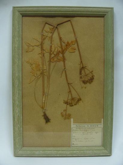 Un cadre vitré contenant une planche d'herbier...