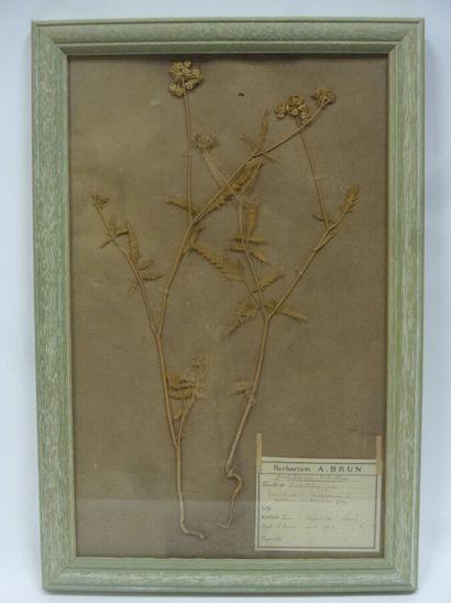 Un cadre vitré contenant une planche d'herbier...