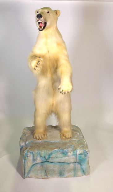 Ours polaire (Ursus maritimus) (II/B) : spécimen...