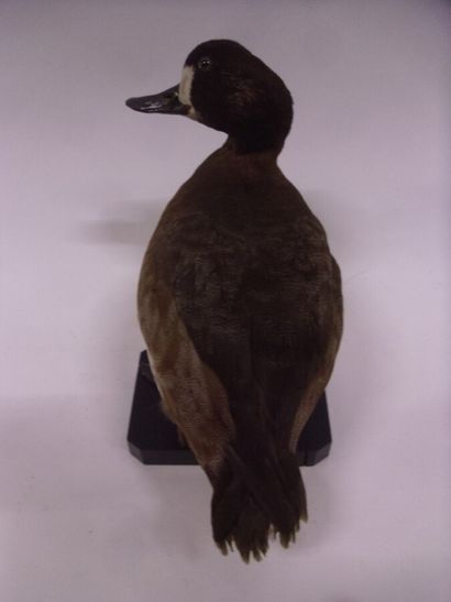 Fuligule milouinan (Aythya marila) (CH) :...