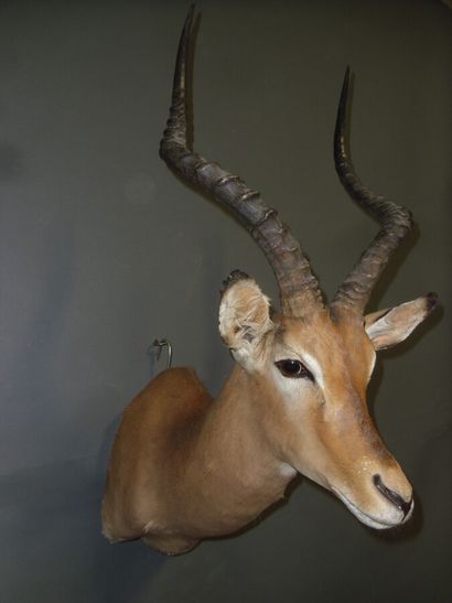Impala (Aepyceros melampus) (CH) : tête en...