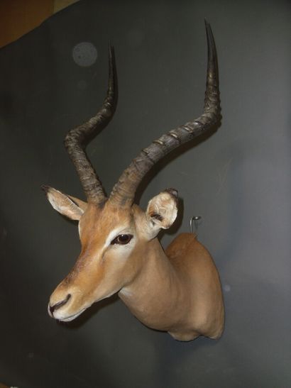 Impala (Aepyceros melampus) (CH) : tête en...
