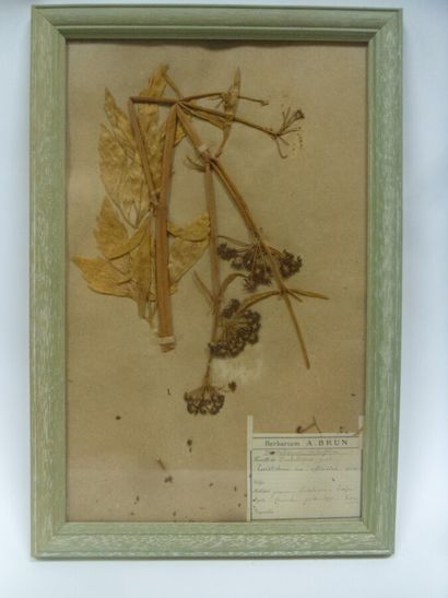 Un cadre vitré contenant une planche d'herbier...