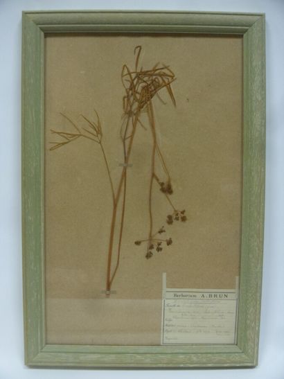 Un cadre vitré contenant une planche d'herbier...