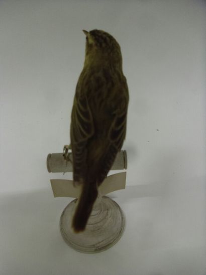 Phragmite des joncs (Acrocephalus schoenobaenus)...