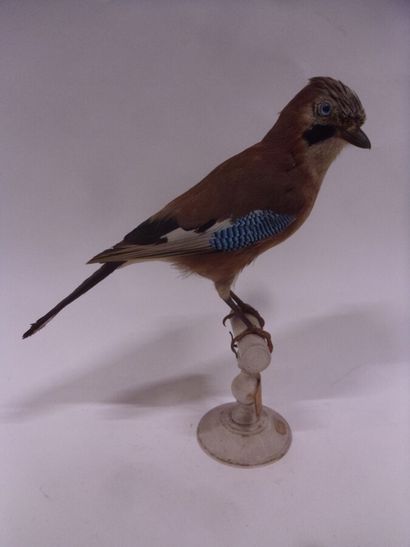 Geai des chênes (Garrulus glandarius) (CH)...