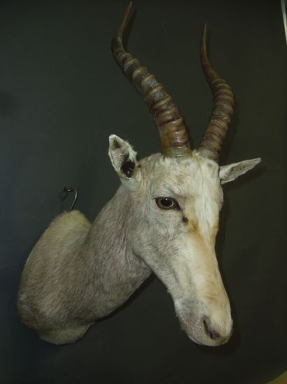 Blesbok (Damaliscus pygargus) (CH) : tête...