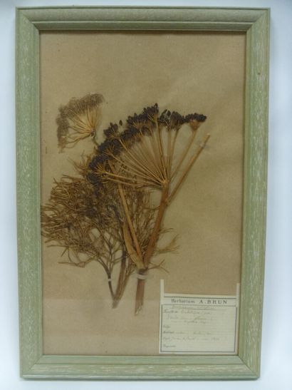 Un cadre vitré contenant une planche d'herbier...