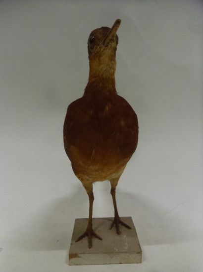 Tinamou varié (Crypturellus variegatus) (NR)...