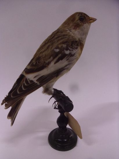 Bruant des neiges (Plectrophenax nivalis)...