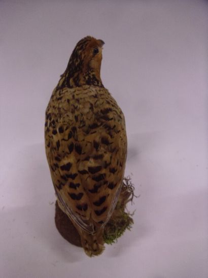 Colin chanteur (Dactylortyx thoracicus) (NR)...