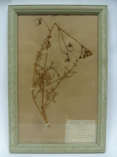 Un cadre vitré contenant une planche d'herbier...