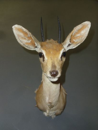 Steenbok (Raphicerus campestris) (CH) : tête...