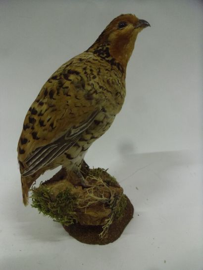 Colin chanteur (Dactylortyx thoracicus) (NR)...