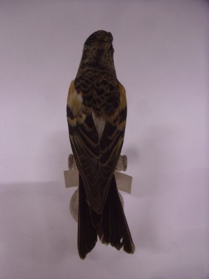 Pinson du Nord (Fringilla montifringilla)...