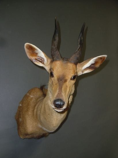 Guib harnaché de l'ouest (Tragelaphus scriptus...
