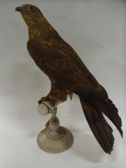Bondrée apivore (Pernis apivorus) (II/A-CE)...