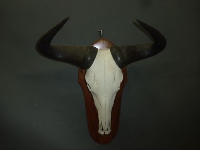 Gnou bleu (Connochaetes taurinus) (CH) :...