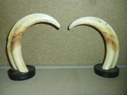 Phacochère d'Afrique (Phacochoerus aethiopicus)...