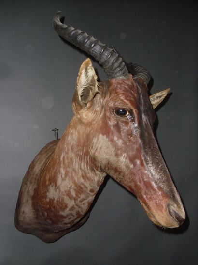 Damalisque sassaby (Damaliscus lunatus) (CH)...