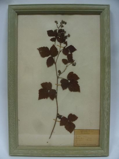 Un cadre vitré contenant une planche d'herbier...