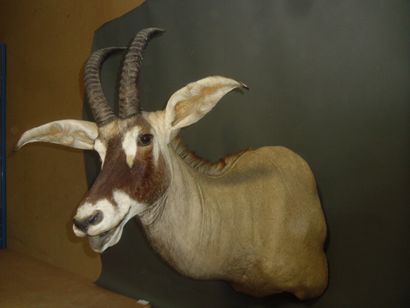 Hippotrague rouan de l'ouest (Hippotragus...