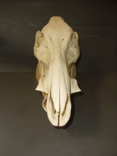 Sanglier d'Europe (Sus scrofa) (CH) : crâne...