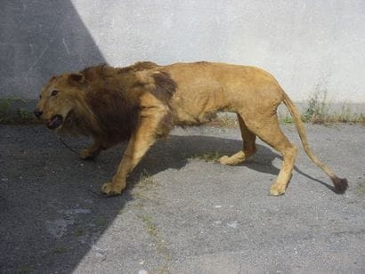 Lion d'Afrique (Panthera leo) (II/B) pré-convention...
