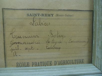 Un cadre vitré contenant une planche d'herbier...