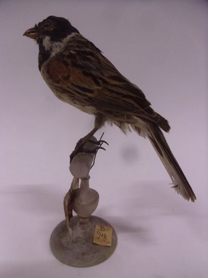 Bruant des roseaux (Emberiza schoeniclus)...