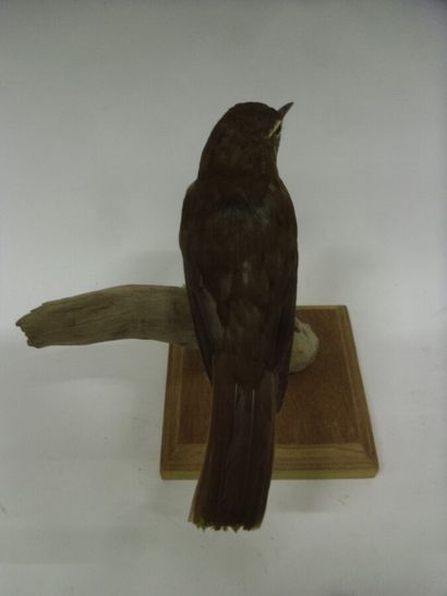 Grive obscure (Turdus obscurus) (CH) : spécimen...