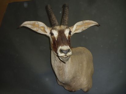 Hippotrague rouan de l'ouest (Hippotragus...