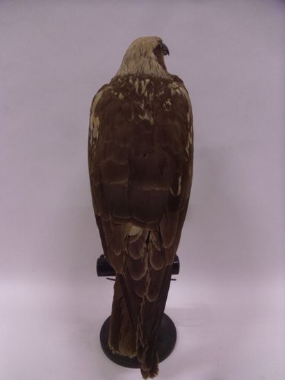 Busard des roseaux (Circus aeruginosus) (II/A)...