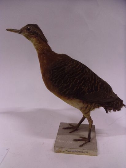 Tinamou varié (Crypturellus variegatus) (NR)...
