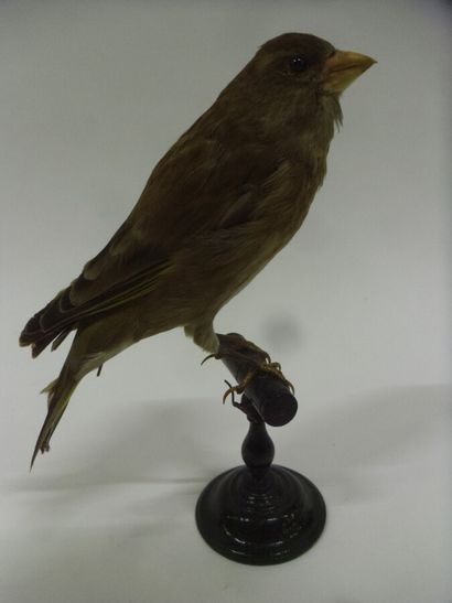 Verdier d'Europe (Carduelis chloris) (CE)...