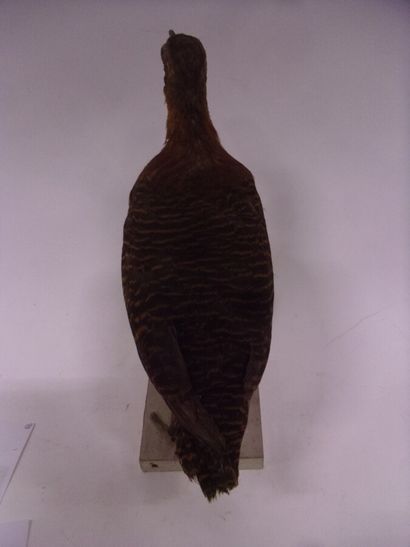 Tinamou varié (Crypturellus variegatus) (NR)...